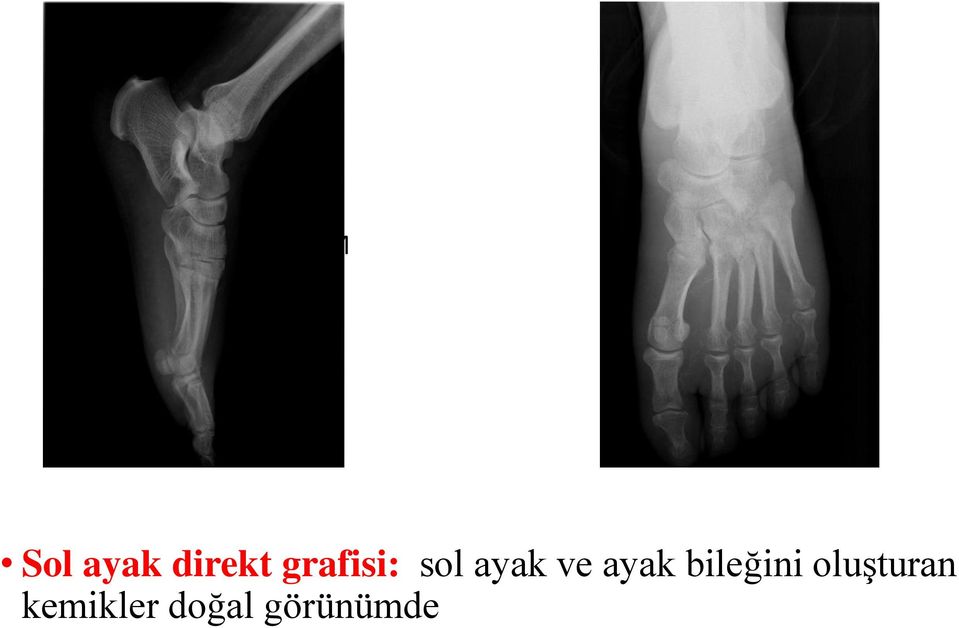 ayak ve ayak bileğini