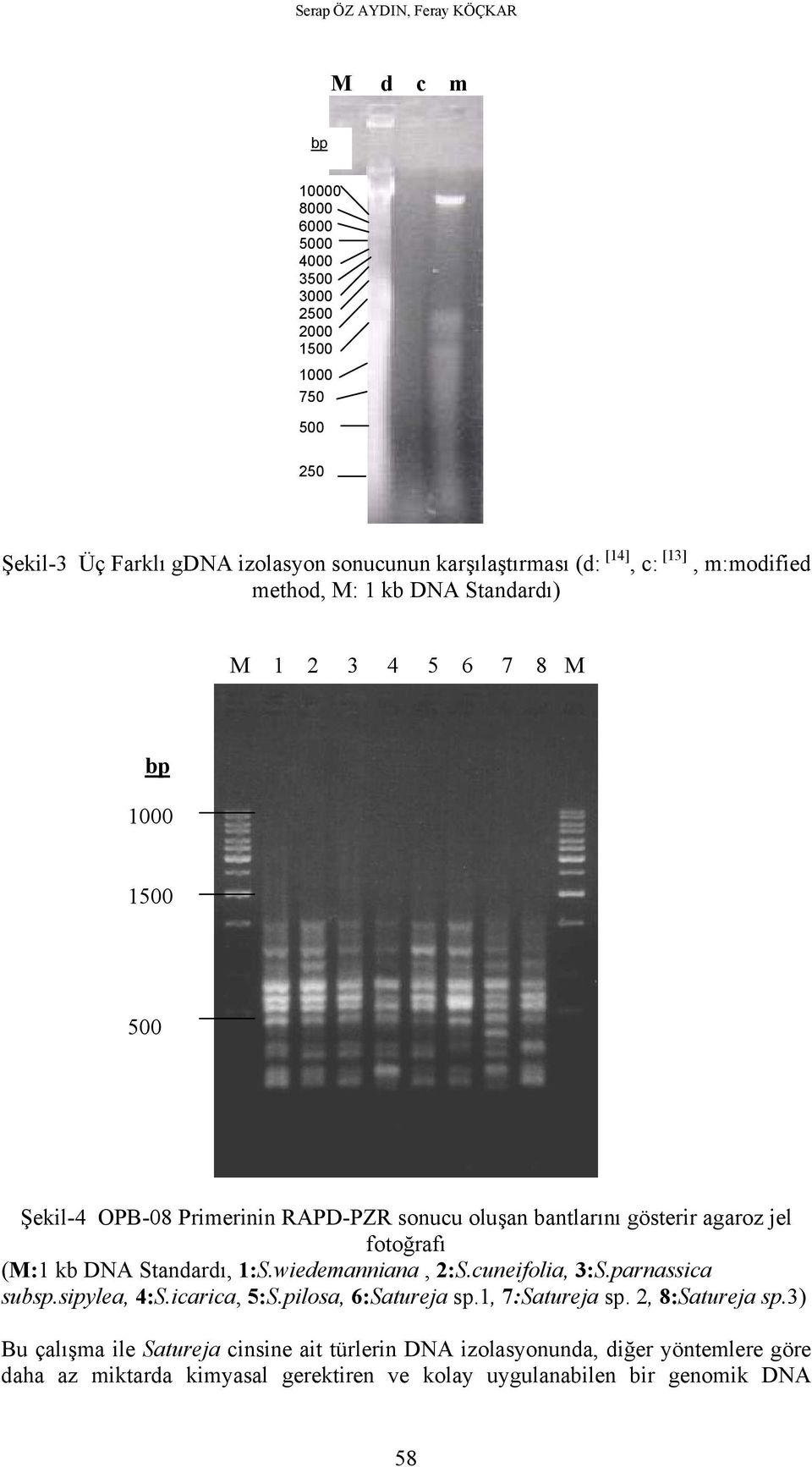 jel fotoğrafı (M:1 kb DNA Standardı, 1:S.wiedemanniana, 2:S.cuneifolia, 3:S.parnassica subsp.sipylea, 4:S.icarica, 5:S.pilosa, 6:Satureja sp.1, 7:Satureja sp.