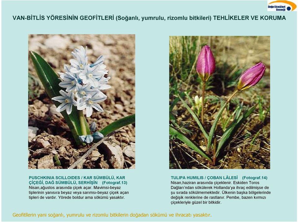 TULIPA HUMILIS / ÇOBAN LÂLES (Fotograf.14) Nisan,haziran arasnda çiçeklenir.
