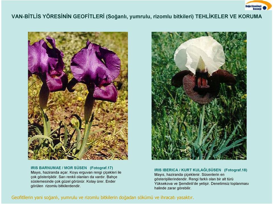 Ender görülen rizomlu bitkilerdendir. IRIS IBERICA / KURT KULAI,SÜSEN (Fotograf.18) Mays, haziranda çiçeklenir.