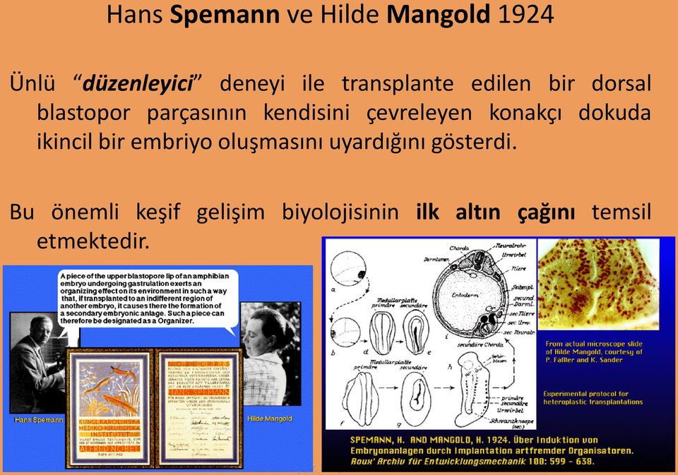 çevreleyen konakçı dokuda ikincil bir embriyo oluşmasını uyardığını