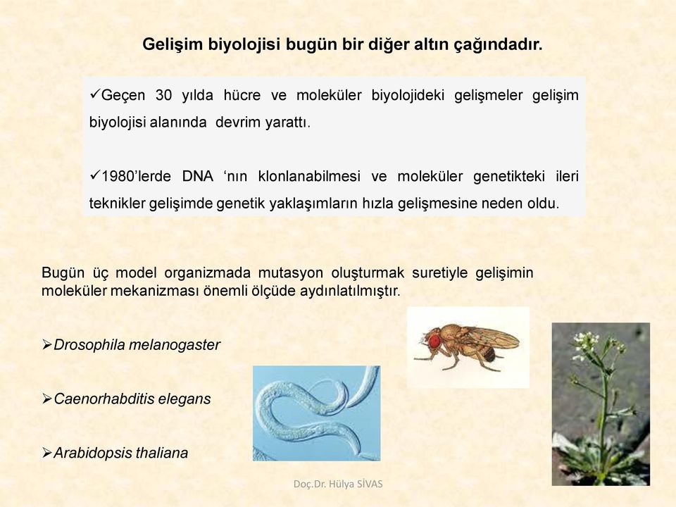 1980 lerde DNA nın klonlanabilmesi ve moleküler genetikteki ileri teknikler gelişimde genetik yaklaşımların hızla