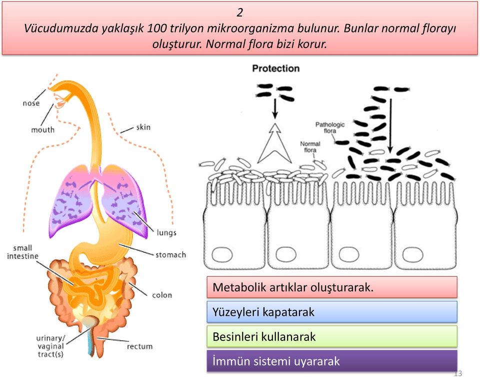 Normal flora bizi korur.