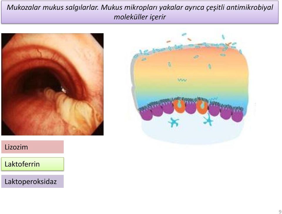 çeşitli antimikrobiyal moleküller