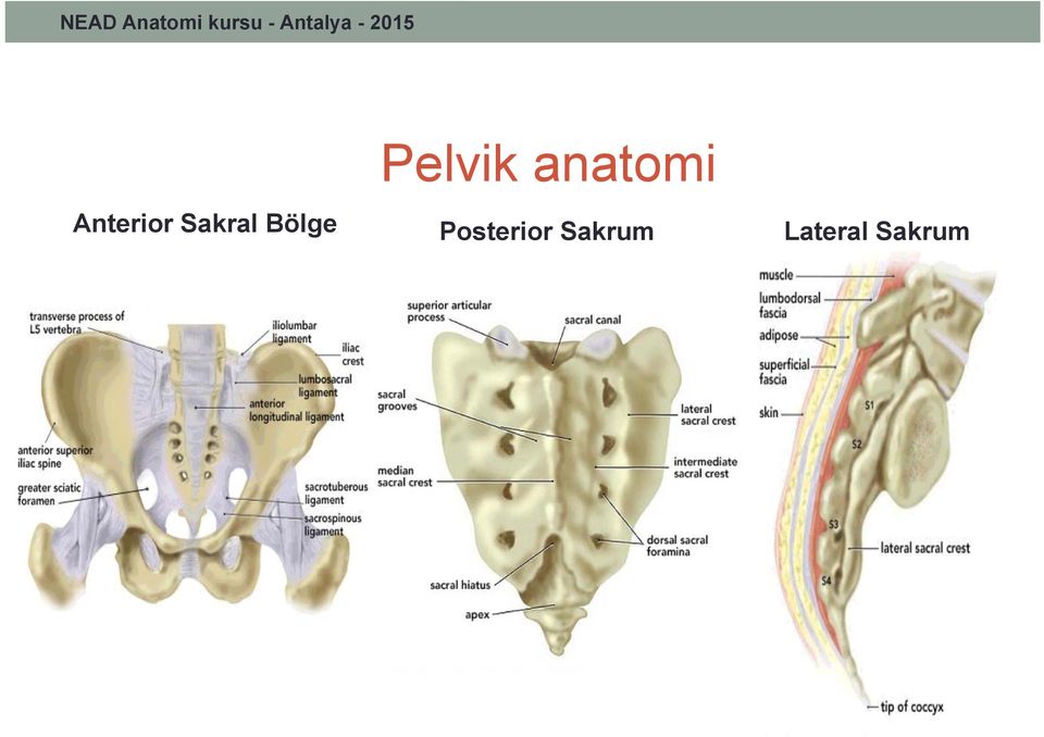 Pelvik anatomi