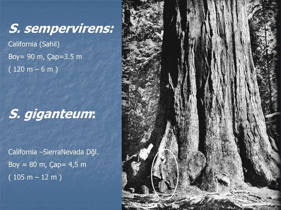 giganteum: California SierraNevada