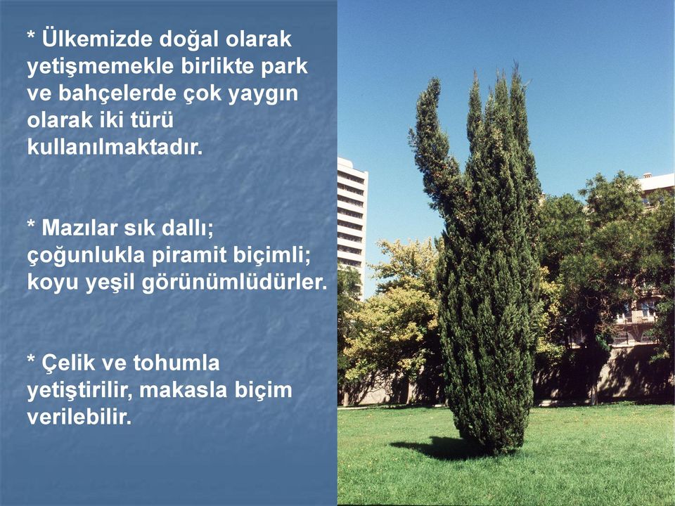 * Mazılar sık dallı; çoğunlukla piramit biçimli; koyu yeşil