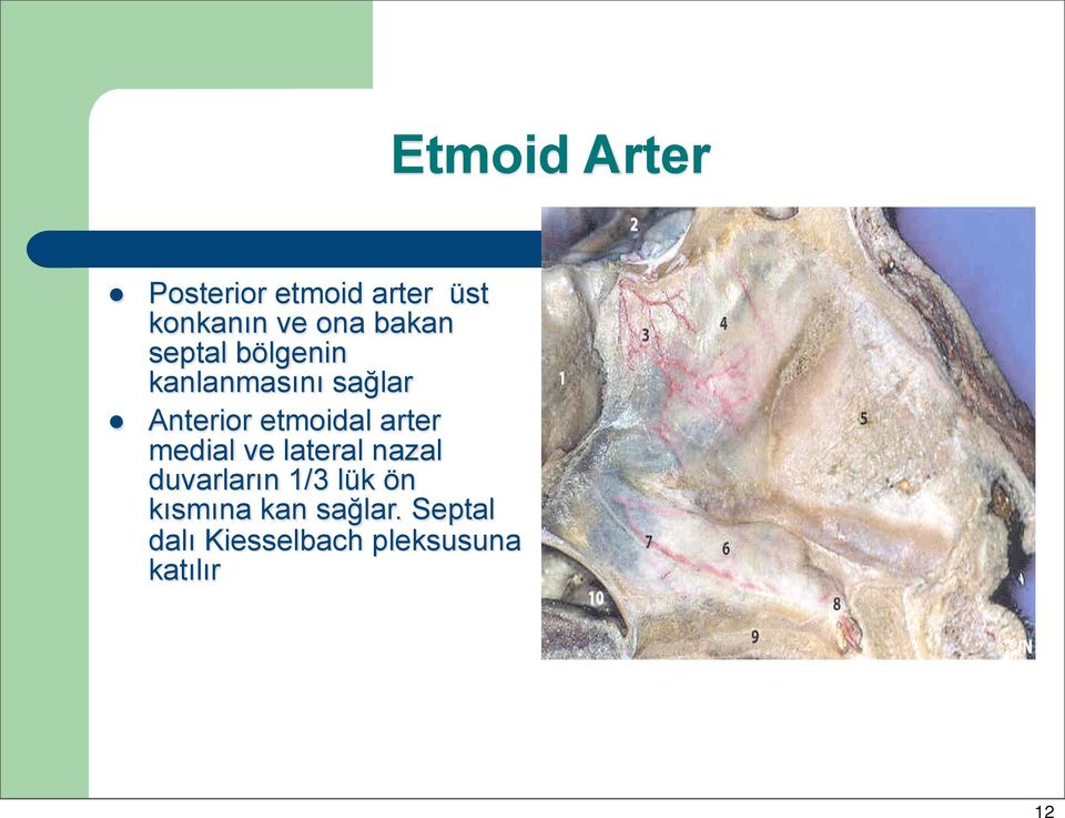 etmoidal arter medial ve lateral nazal duvarların 1/3 lük