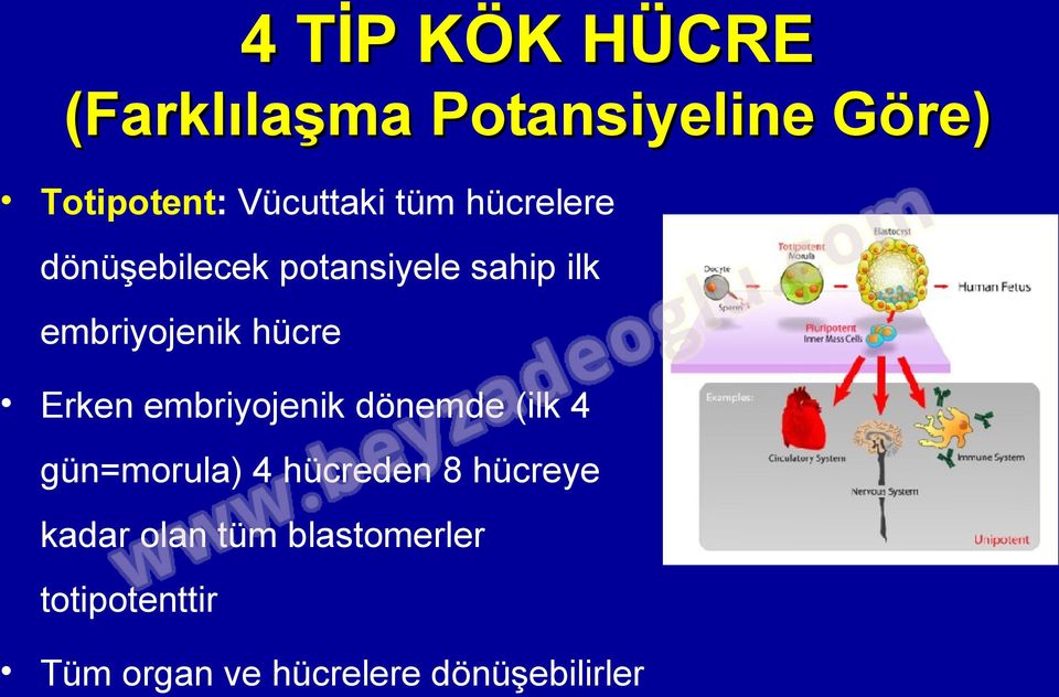 Erken embriyojenik dönemde (ilk 4 gun=morula) 4 hucreden 8 hucreye