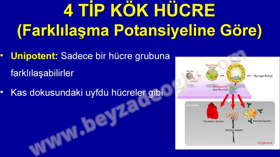 Sadece bir hücre grubuna