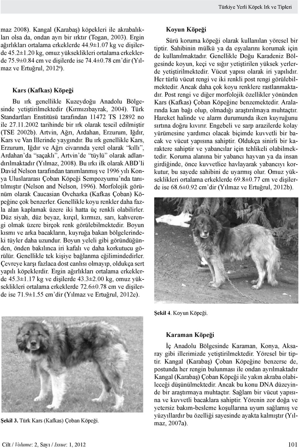 Kars (Kafkas) Köpeği Bu ırk genellikle Kuzeydoğu Anadolu Bölgesinde yetiştirilmektedir (Kırmızıbayrak, 2004). Türk Standartları Enstitüsü tarafından 114
