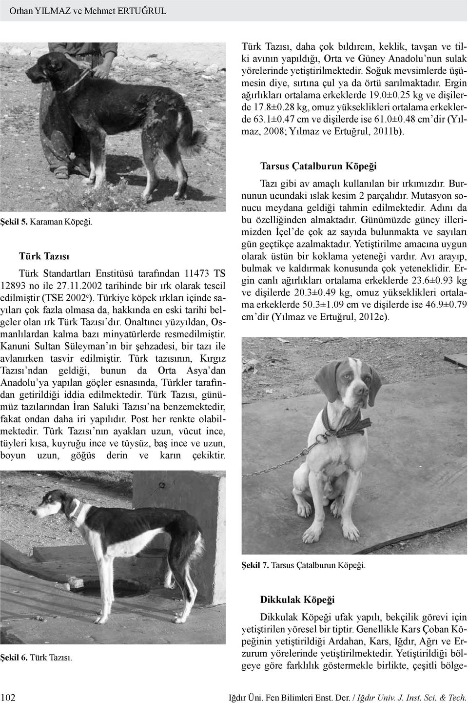 47 cm ve dişilerde ise 61.0±0.48 cm dir (Yılmaz, 2008; Yılmaz ve Ertuğrul, 2011b). Şekil 5. Karaman Köpeği. Türk Tazısı Türk Standartları Enstitüsü tarafından 11473 TS 12893 no ile 27.11.2002 tarihinde bir ırk olarak tescil edilmiştir (TSE 2002 c ).