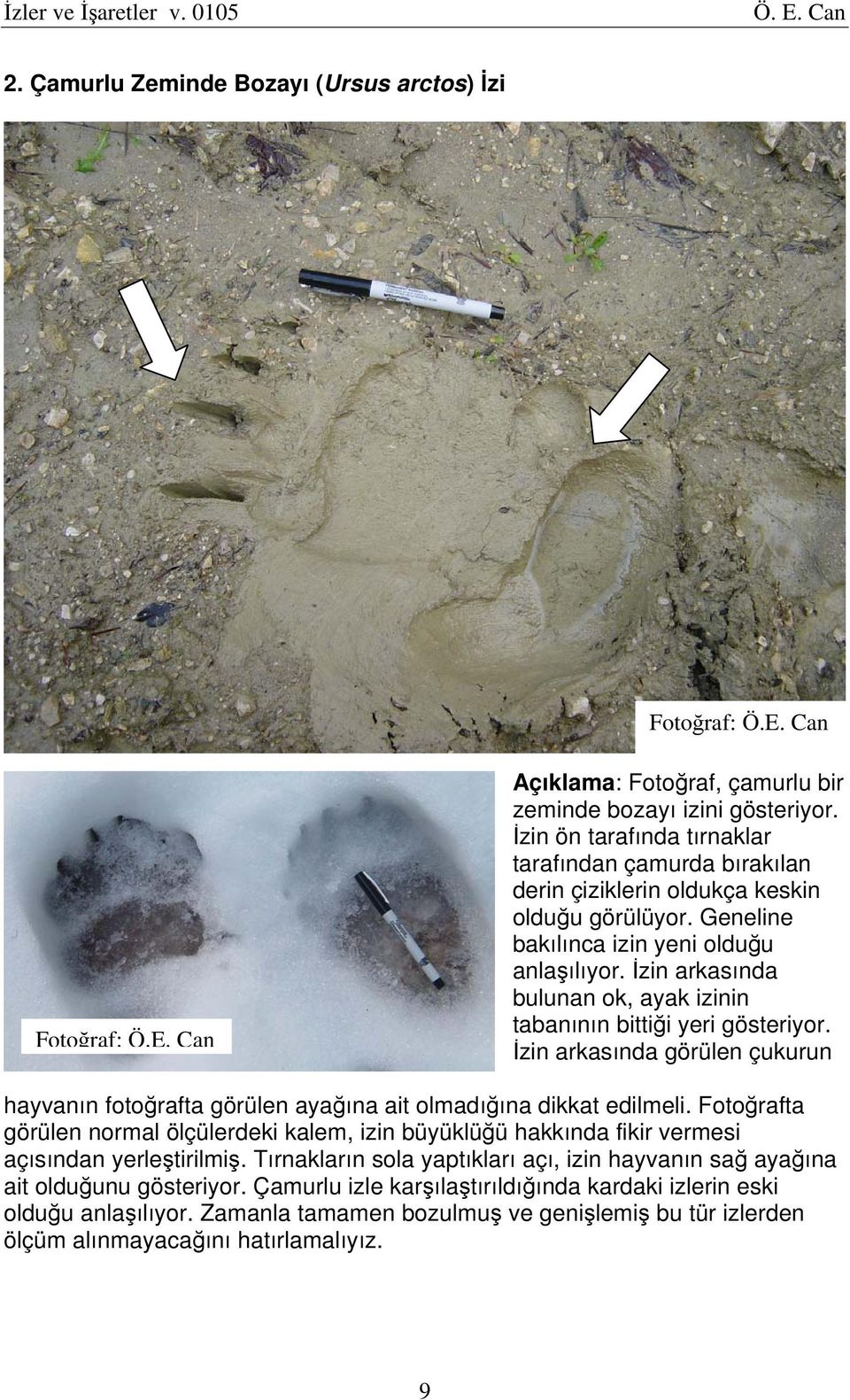 İzin arkasında bulunan ok, ayak izinin tabanının bittiği yeri gösteriyor. İzin arkasında görülen çukurun hayvanın fotoğrafta görülen ayağına ait olmadığına dikkat edilmeli.