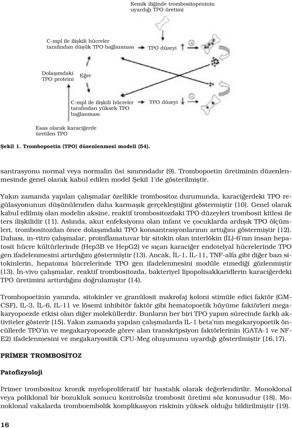 Trombopoetin üretiminin düzenlenmesinde genel olarak kabul edilen model fiekil 1 de gösterilmifltir.