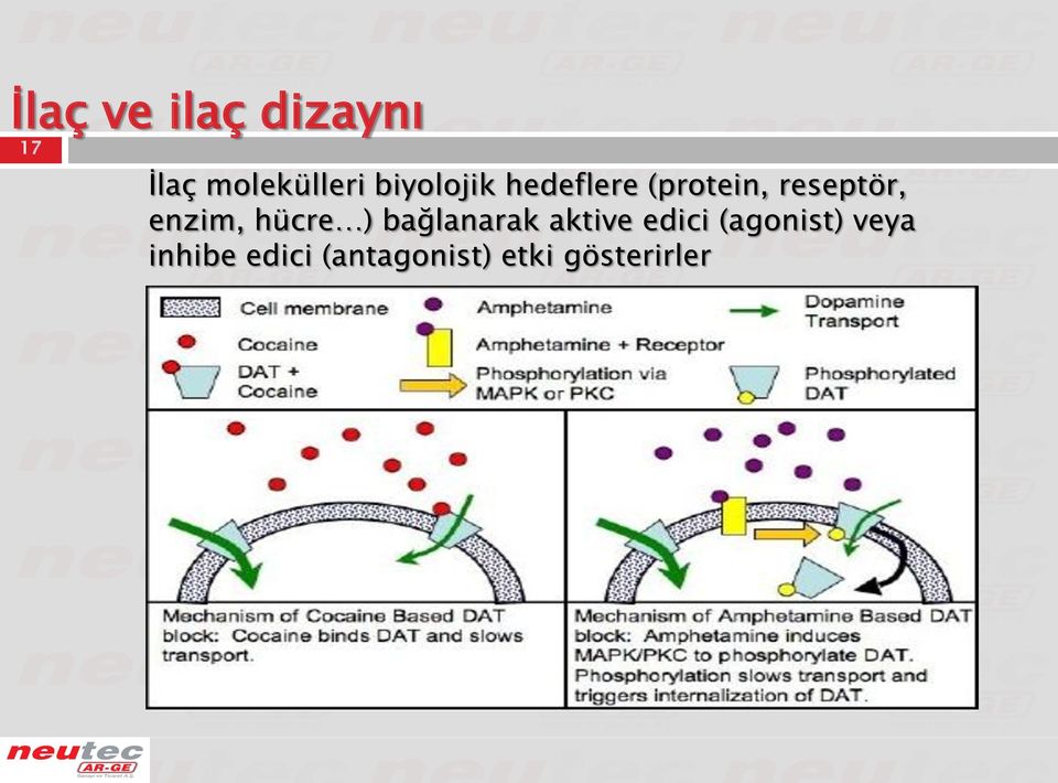 enzim, hücre ) bağlanarak aktive edici