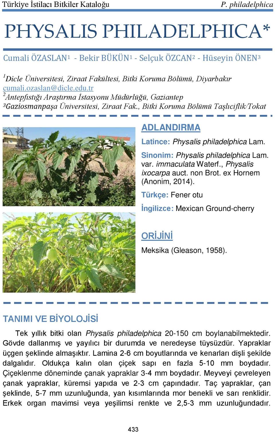 Sinonim: Physalis philadelphica Lam. var. immaculata Waterf., Physalis ixocarpa auct. non Brot. ex Hornem (Anonim, 2014).