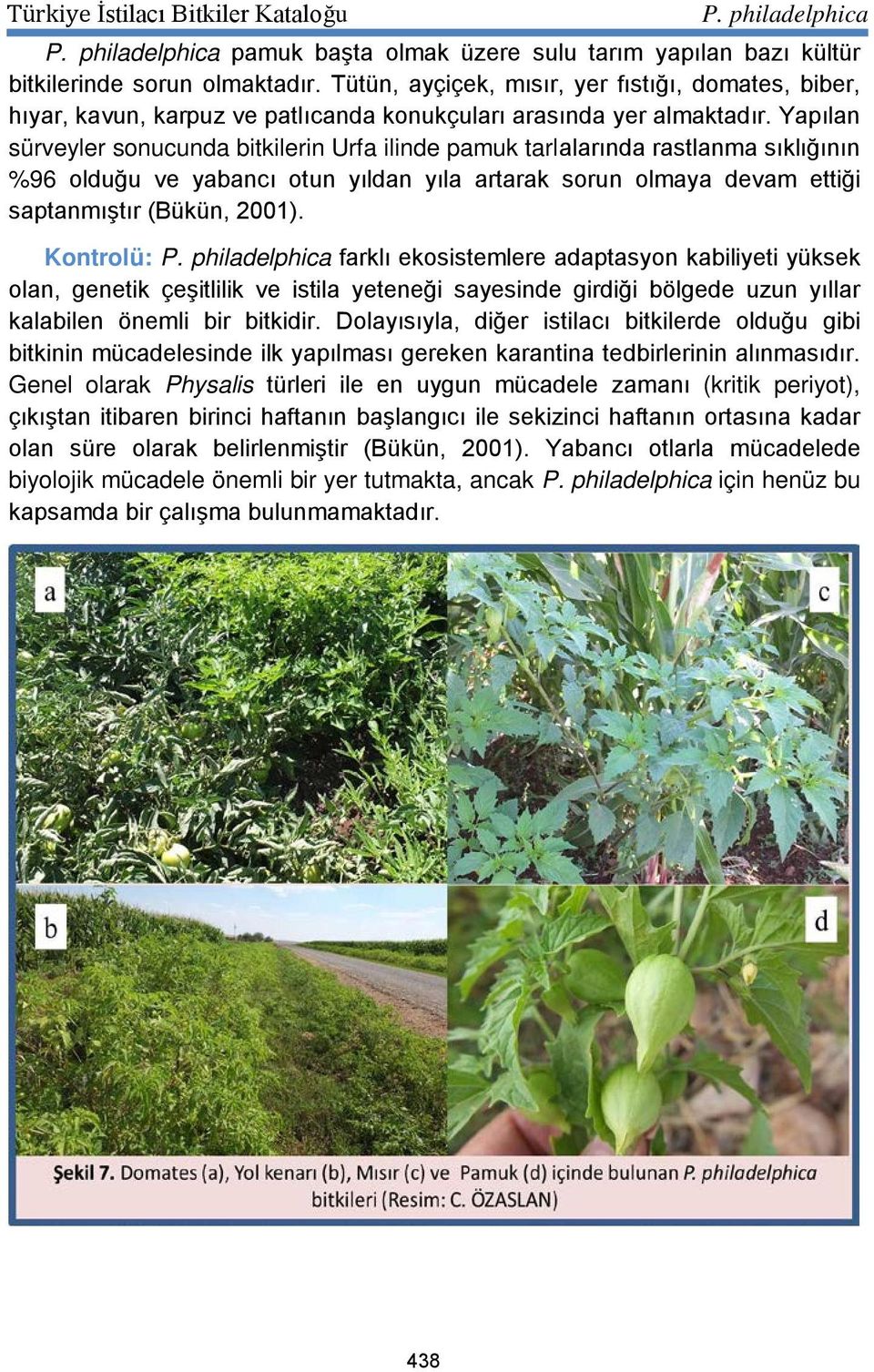 Yapılan sürveyler sonucunda bitkilerin Urfa ilinde pamuk tarlalarında rastlanma sıklığının %96 olduğu ve yabancı otun yıldan yıla artarak sorun olmaya devam ettiği saptanmıştır (Bükün, 2001).