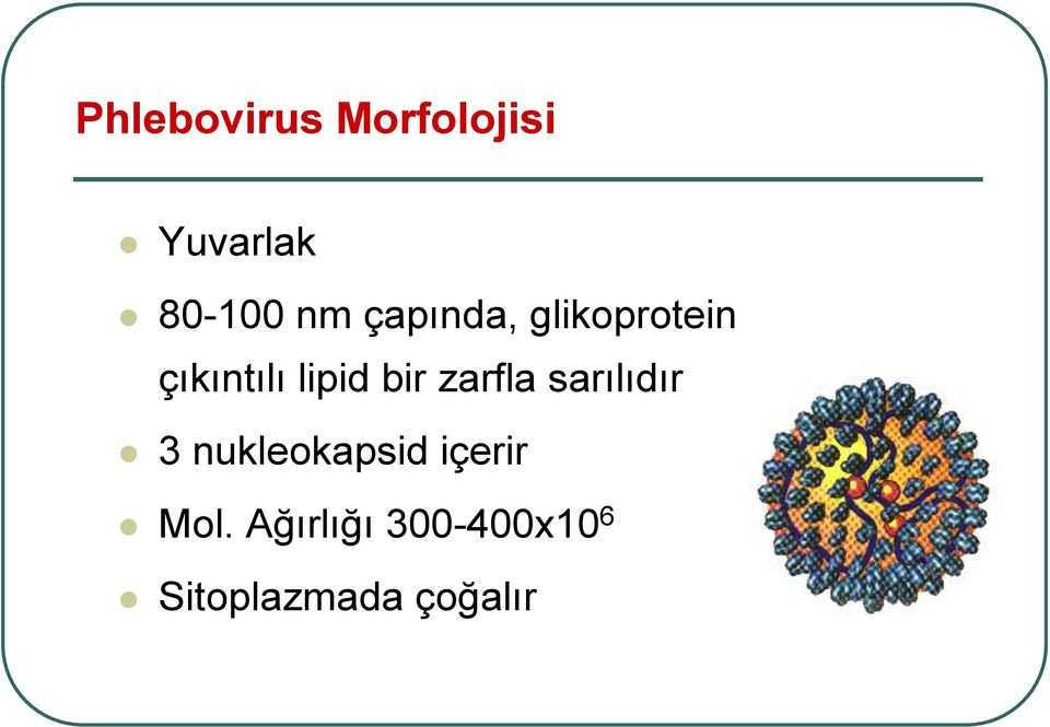 zarfla sarılıdır 3 nukleokapsid içerir Mol.