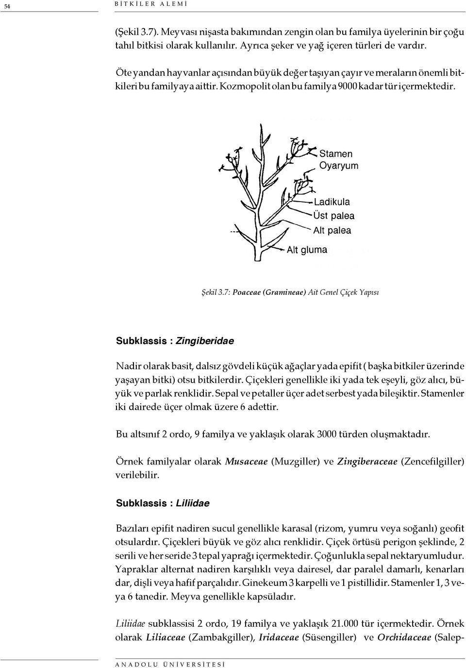 7: Poaceae (Gramineae) Ait Genel Çiçek Yapısı Subklassis : Zingiberidae Nadir olarak basit, dalsız gövdeli küçük ağaçlar yada epifit ( başka bitkiler üzerinde yaşayan bitki) otsu bitkilerdir.