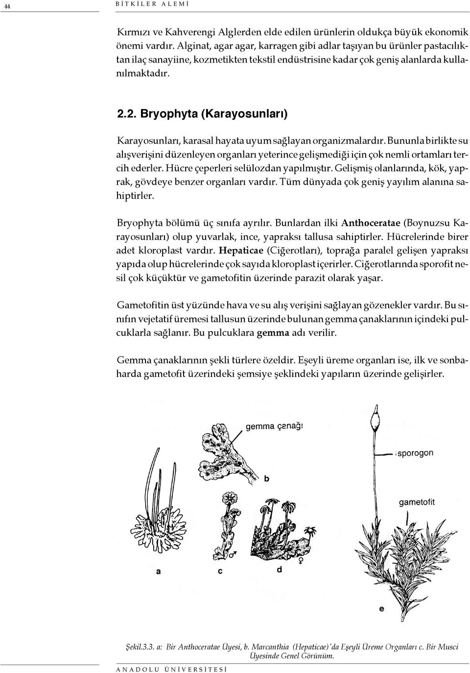 2. Bryophyta (Karayosunları) Karayosunları, karasal hayata uyum sağlayan organizmalardır.