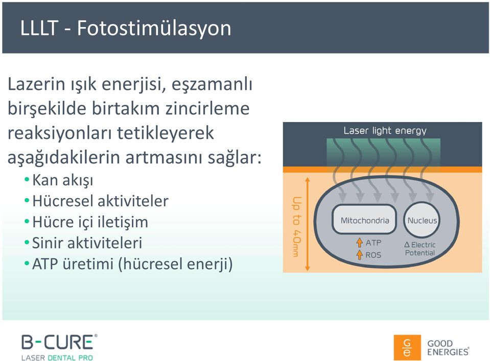 aşağıdakilerin artmasını sağlar: Kan akışı Hücresel