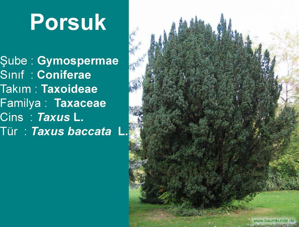 Taxoideae Familya : Taxaceae