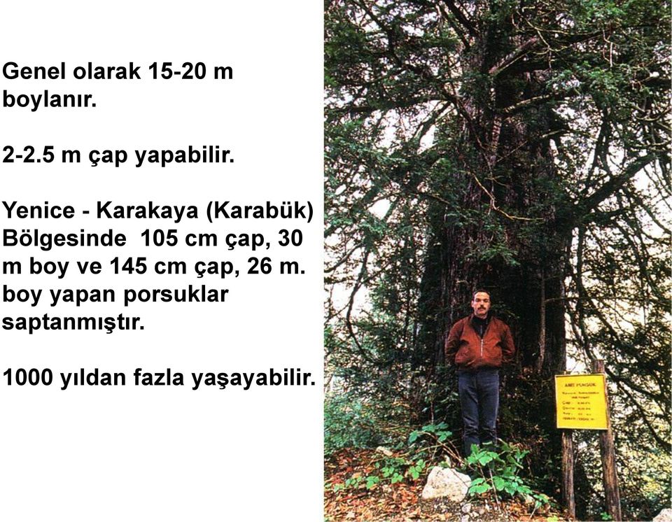 Yenice - Karakaya (Karabük) Bölgesinde 105 cm