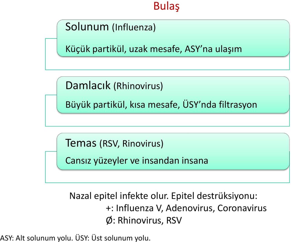 Cansız yüzeyler ve insandan insana Nazal epitel infekte olur.