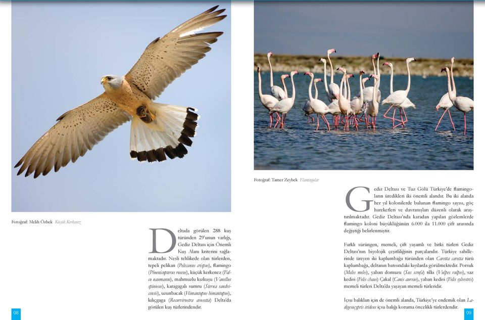 Gediz Deltası nda karadan yapılan gözlemlerde Fotoğraf: Melih Özbek Küçük Kerkenez flamingo koloni büyüklüğünün 6.000 ila 11.000 çift arasında Deltada görülen 288 kuş değiştiği belirlenmiştir.