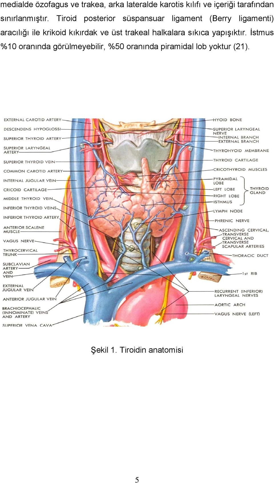 Tiroid posterior süspansuar ligament (Berry ligamenti) aracılığı ile krikoid
