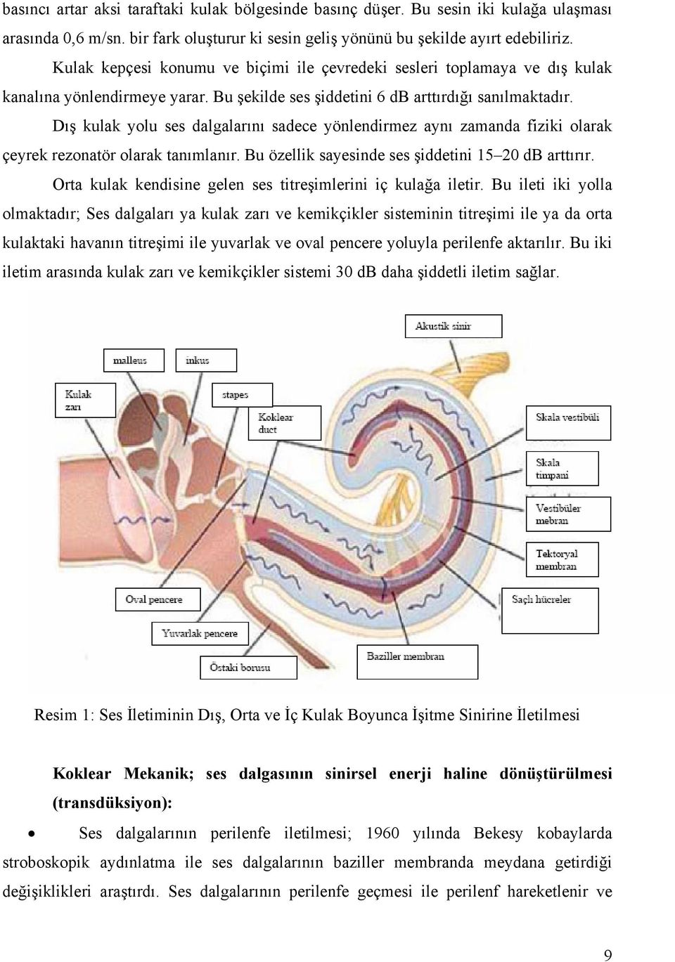 Dış kulak yolu ses dalgalarını sadece yönlendirmez aynı zamanda fiziki olarak çeyrek rezonatör olarak tanımlanır. Bu özellik sayesinde ses şiddetini 15 20 db arttırır.