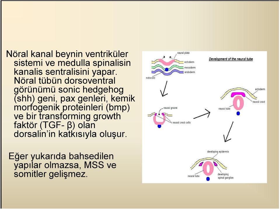 Nöral tübün dorsoventral görünümü sonic hedgehog (shh) geni, pax genleri, kemik