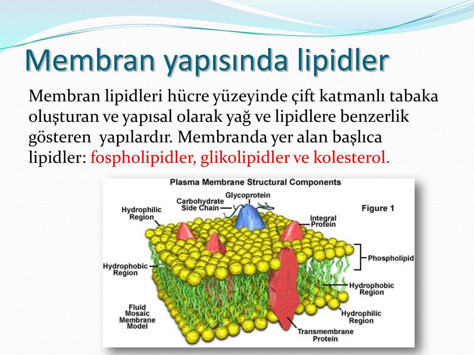 yağ ve lipidlere benzerlik gösteren yapılardır.