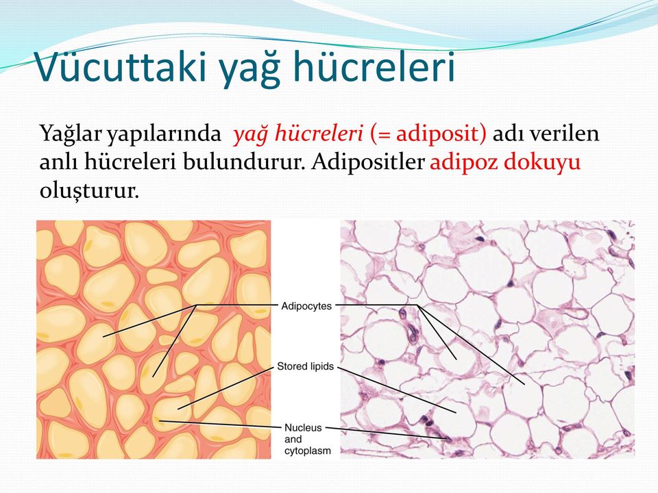 adiposit) adı verilen anlı hücreleri