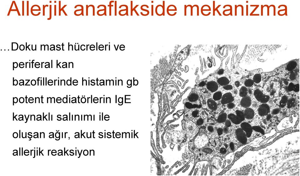 histamin gb potent mediatörlerin IgE kaynaklı