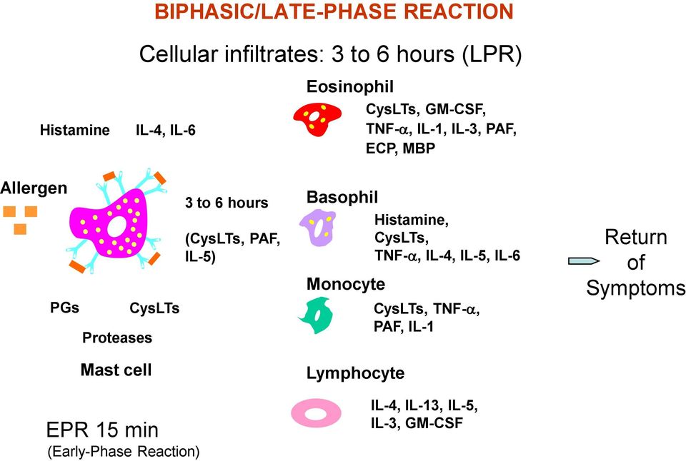 EPR 15 min (Early-Phase Reaction) 3 to 6 hours (CysLTs, PAF, IL-5) Basophil Monocyte Lymphocyte