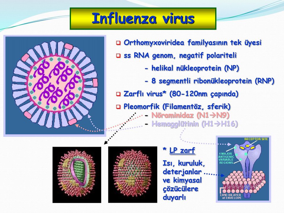 Zarflı virus* (80-120nm çapında) Pleomorfik (Filamentöz, sferik) - Nöraminidaz (N1