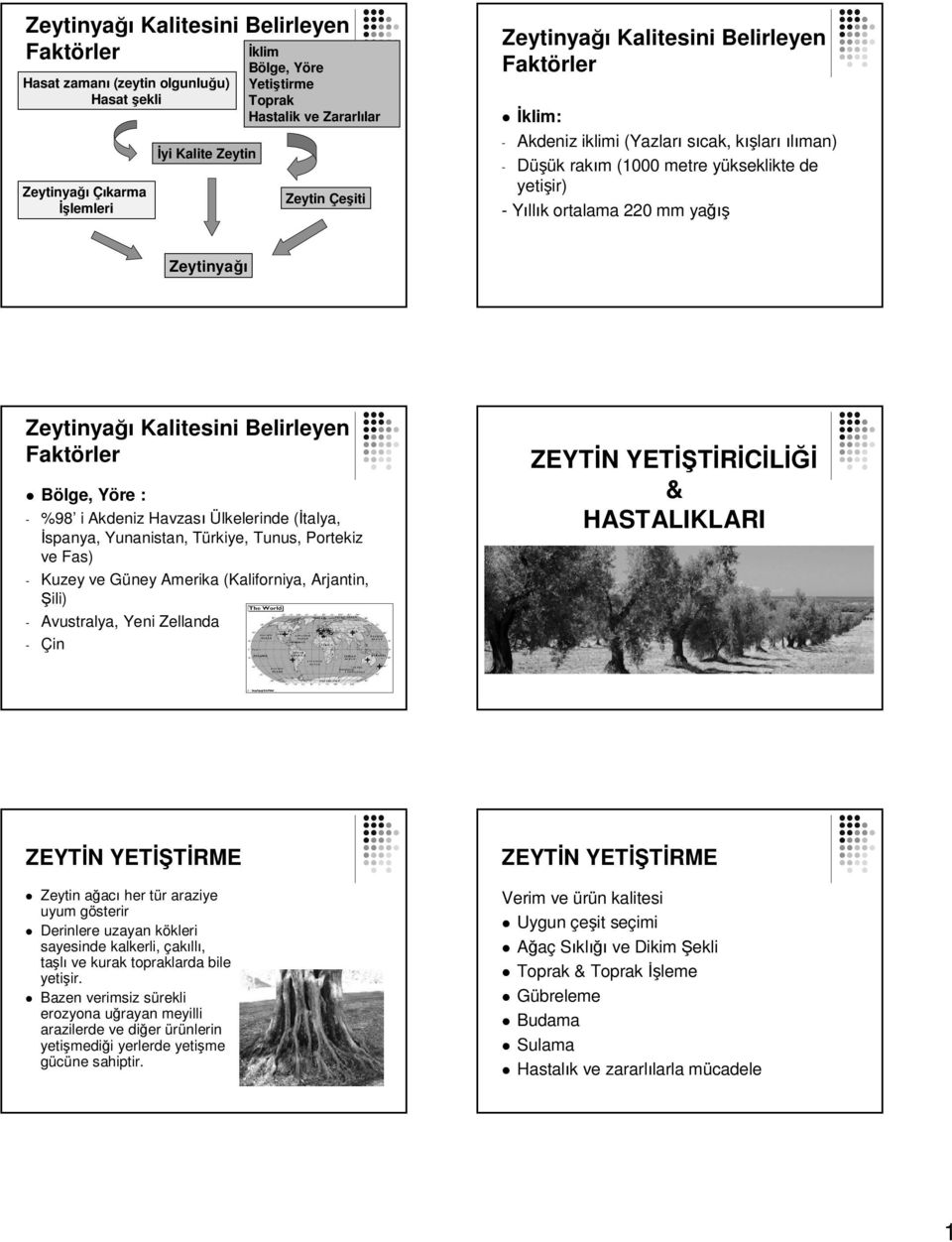 Zeytinyağı Kalitesini Belirleyen Faktörler Bölge, Yöre : - %98 i Akdeniz Havzası Ülkelerinde (İtalya, İspanya, Yunanistan, Türkiye, Tunus, Portekiz ve Fas) - Kuzey ve Güney Amerika (Kaliforniya,