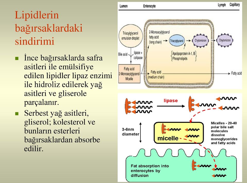 edilerek yağ asitleri ve gliserole parçalanır.