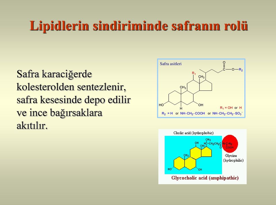 ince bağırsaklara akıtılır.