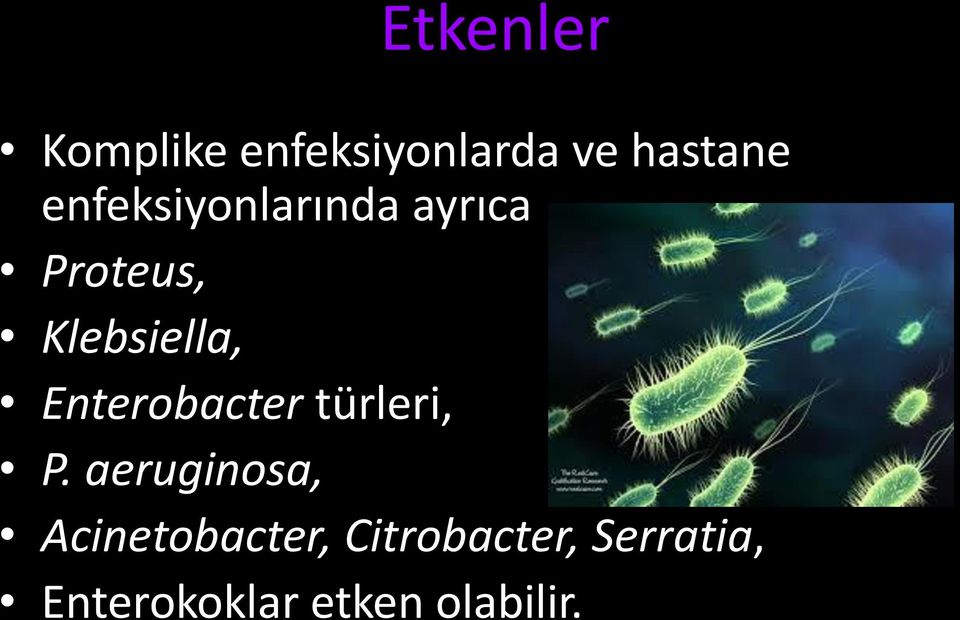 Enterobacter türleri, P.