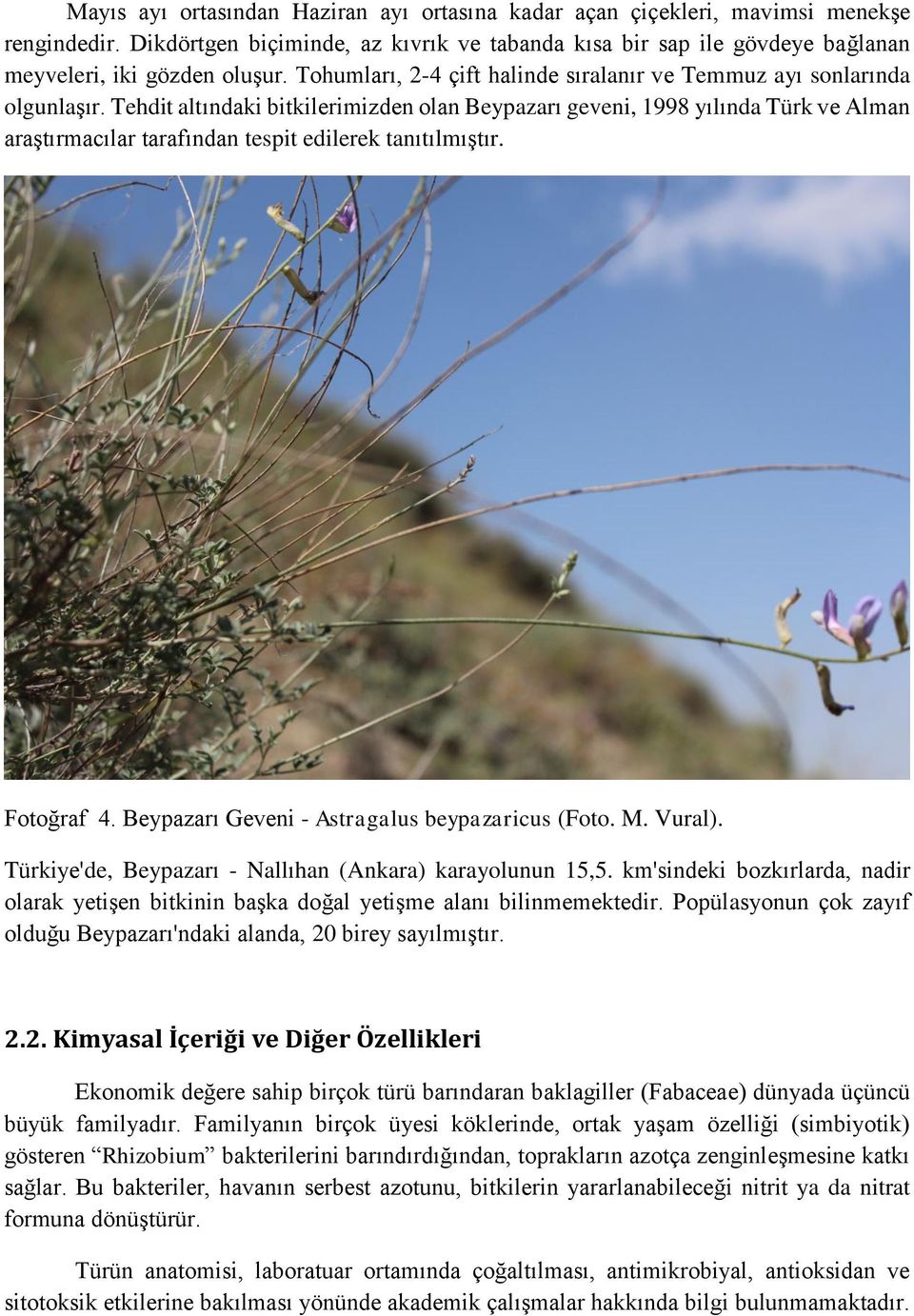 Tehdit altındaki bitkilerimizden olan Beypazarı geveni, 1998 yılında Türk ve Alman araştırmacılar tarafından tespit edilerek tanıtılmıştır. Fotoğraf 4.