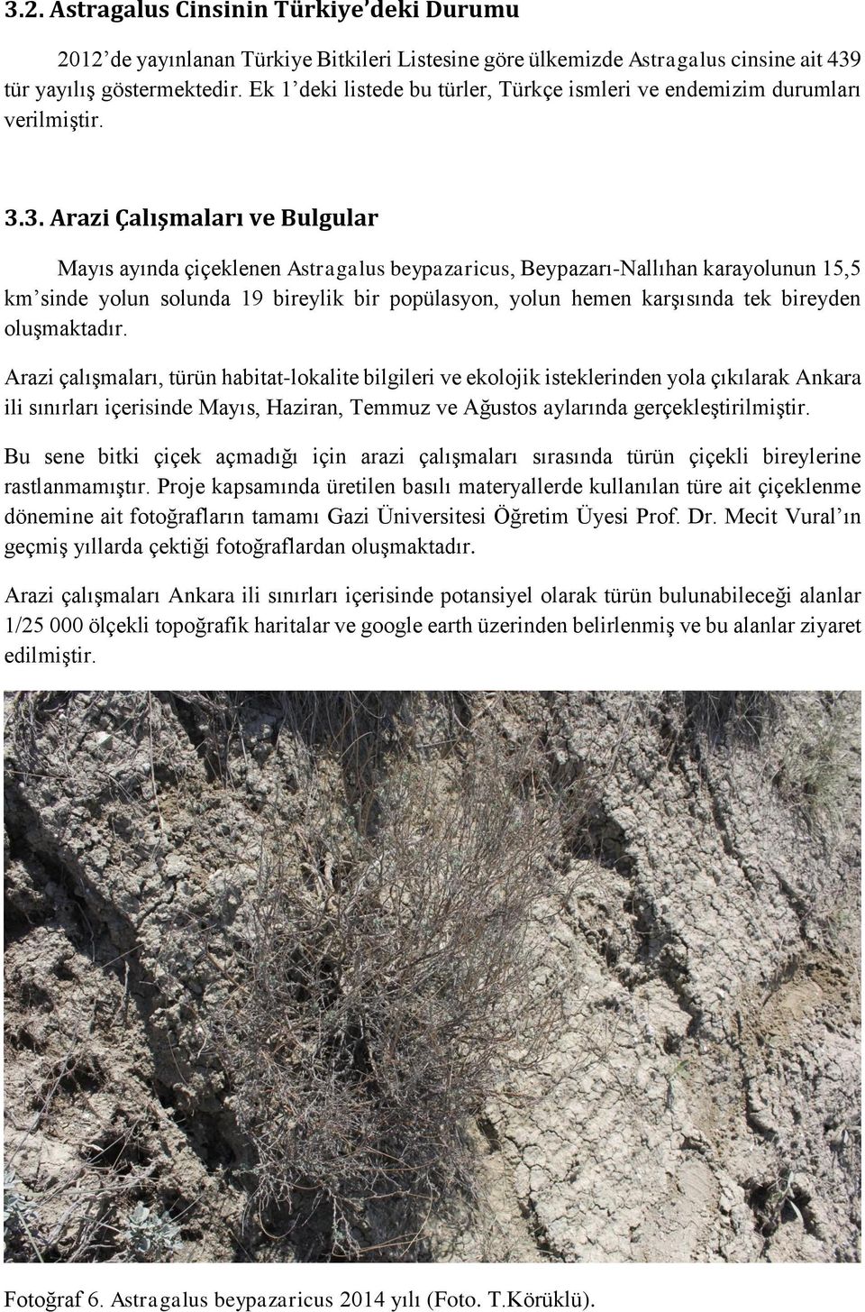 3. Arazi Çalışmaları ve Bulgular Mayıs ayında çiçeklenen Astragalus beypazaricus, Beypazarı-Nallıhan karayolunun 15,5 km sinde yolun solunda 19 bireylik bir popülasyon, yolun hemen karşısında tek