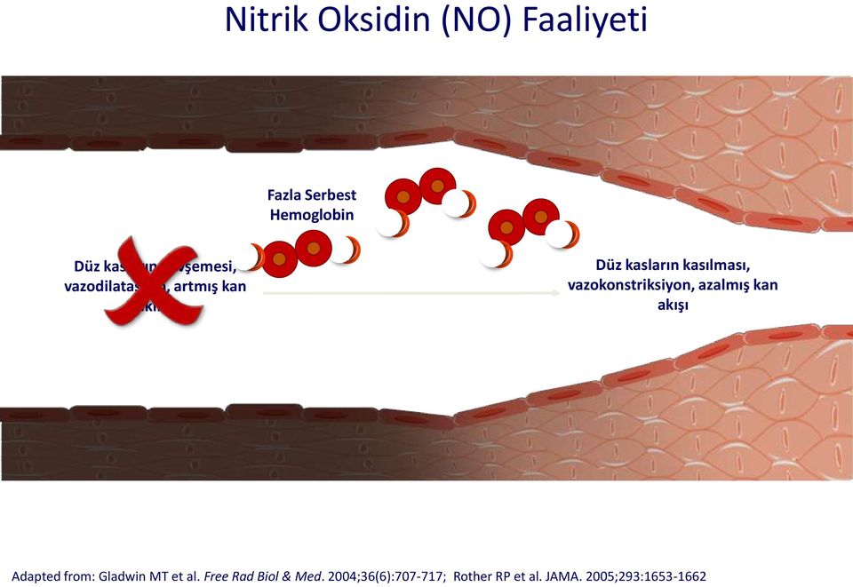 vazokonstriksiyon, azalmış kan akışı Adapted from: Gladwin MT et al.