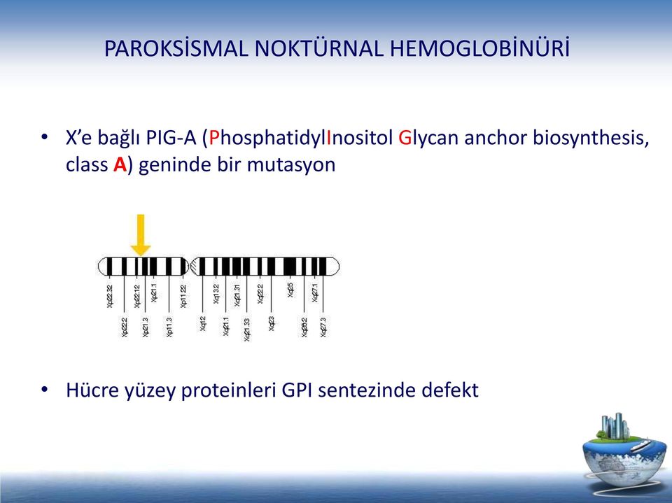 anchor biosynthesis, class A) geninde bir