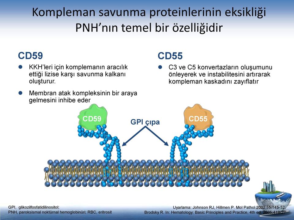 CD55 C3 ve C5 konvertazların oluşumunu önleyerek ve instabilitesini artırarak kompleman kaskadını zayıflatır Membran atak kompleksinin bir