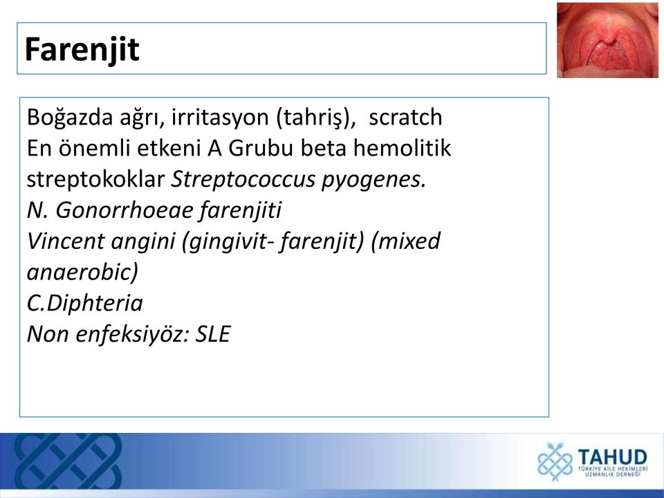 Streptococcus pyogenes. N.