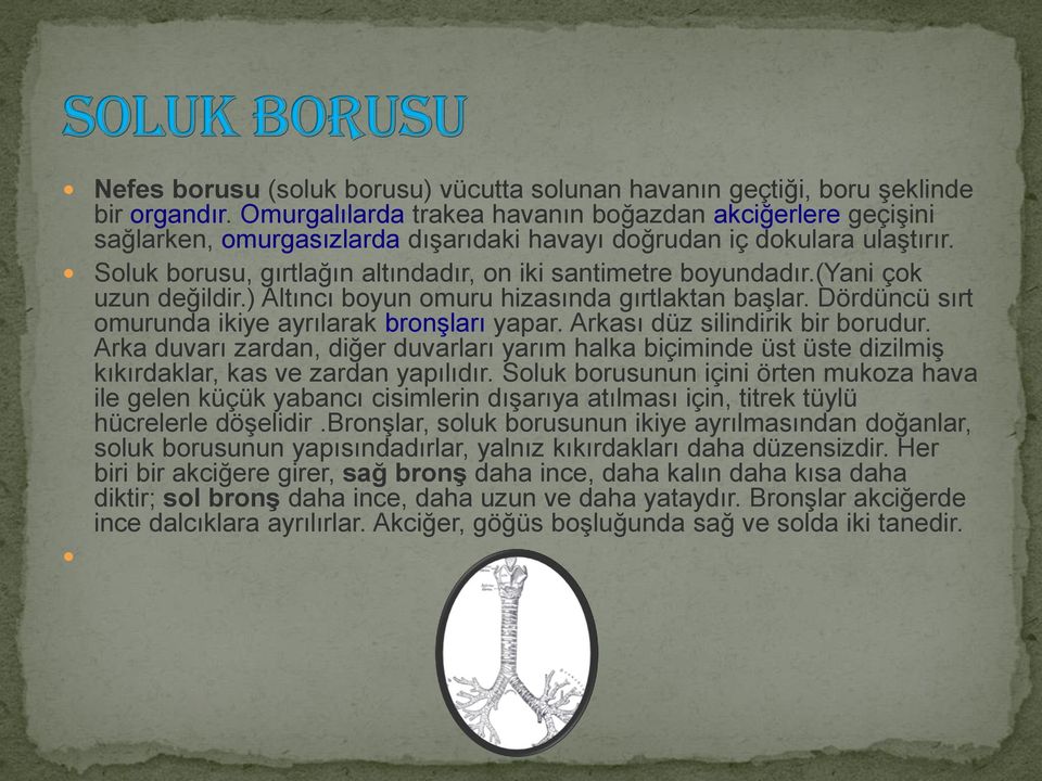 (yani çok uzun değildir.) Altıncı boyun omuru hizasında gırtlaktan başlar. Dördüncü sırt omurunda ikiye ayrılarak bronşları yapar. Arkası düz silindirik bir borudur.