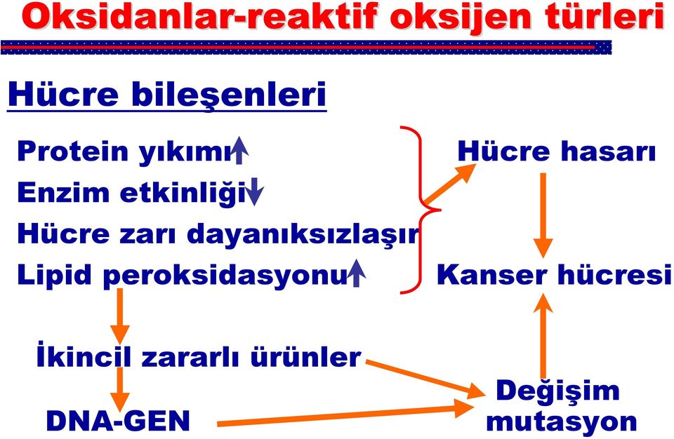 dayanıksızlaşır Lipid peroksidasyonu Hücre hasarı