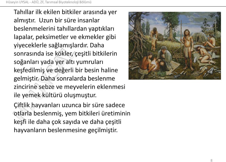 Daha sonrasında ise kökler, çeşitli bitkilerin soğanları yada yer altı yumruları keşfedilmiş ve değerli bir besin haline gelmiştir.